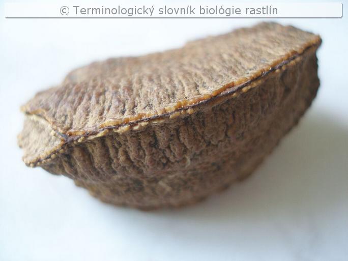 osemenie 1