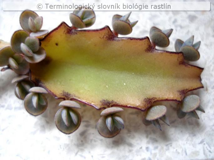 bryophyllum 1