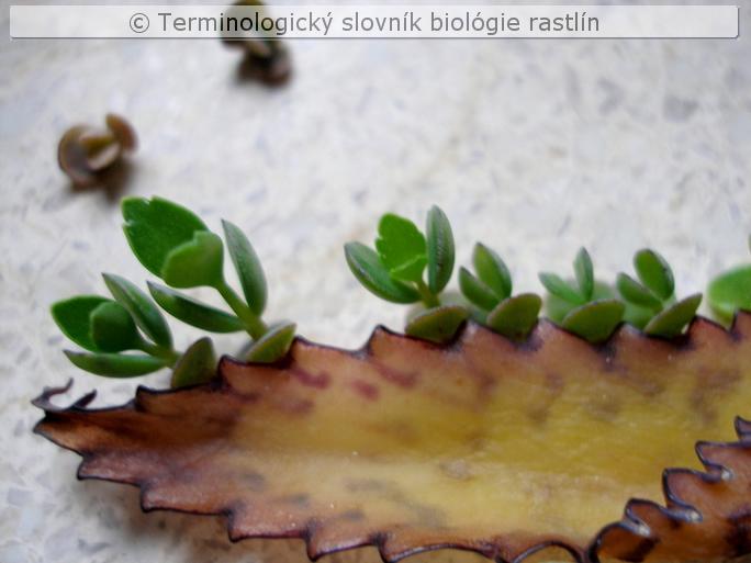 bryophyllum 2