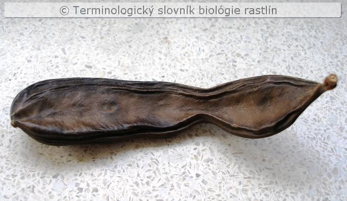 nepukav� struk 3
