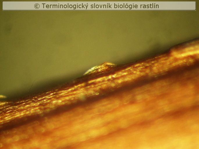 kryc� trich�m 5