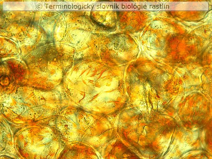 chromoplasty 1