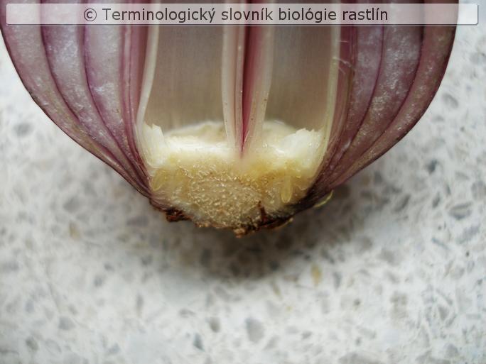 podcibulie 1