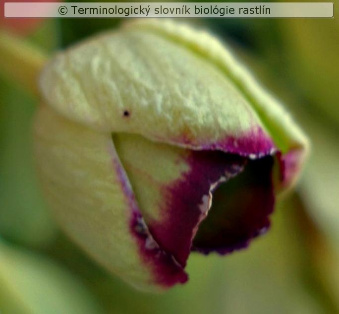 petaloidn� sepaly