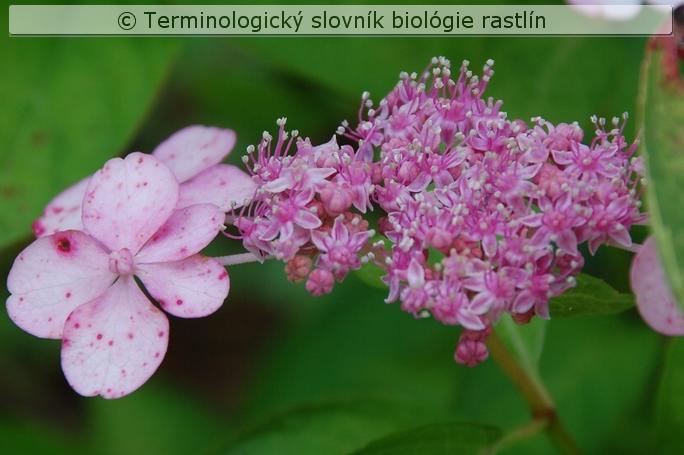 agamick� kvet