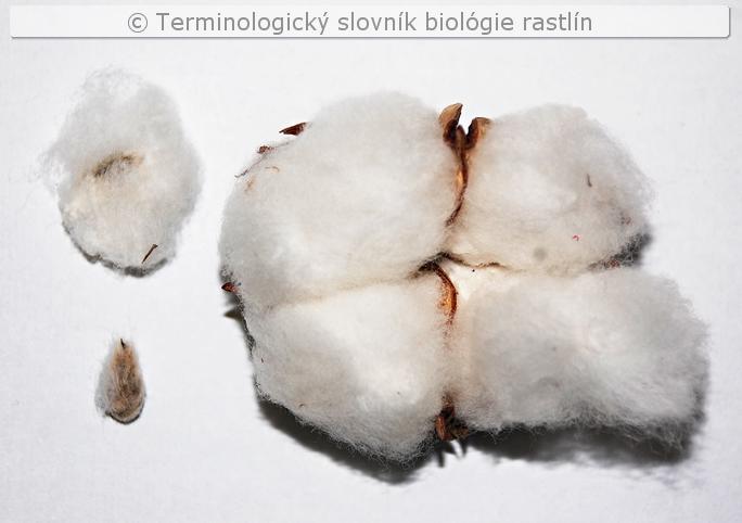 trich�mov� osemenie 3
