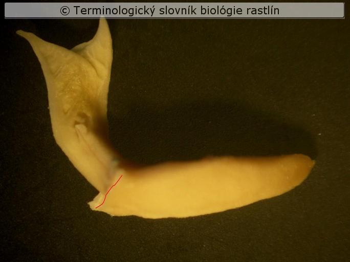 z�rodok 3b