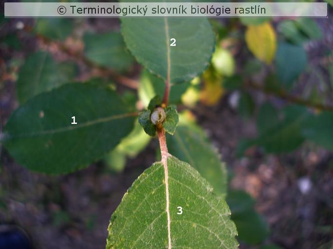 fylotaxia 2