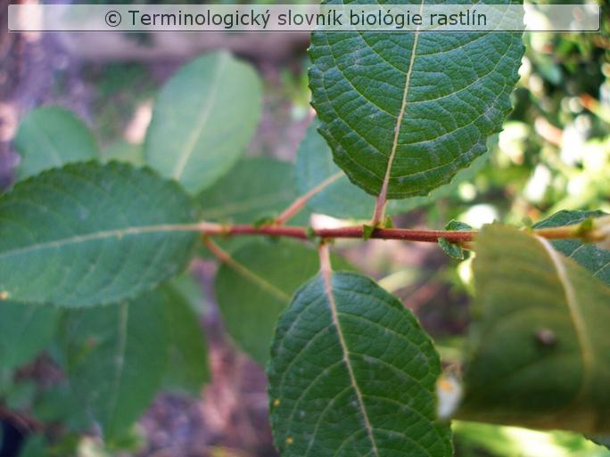 fylotaxia 1