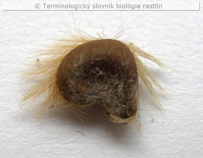 trichospermia 1b