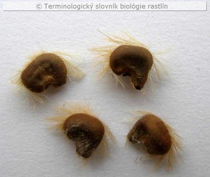 trichospermia 1a
