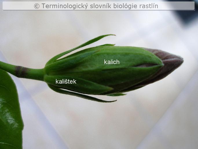 kali�tek 2