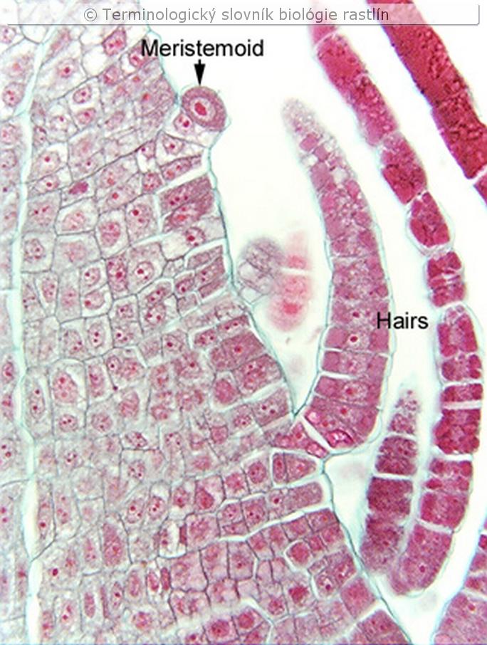 meristemoid