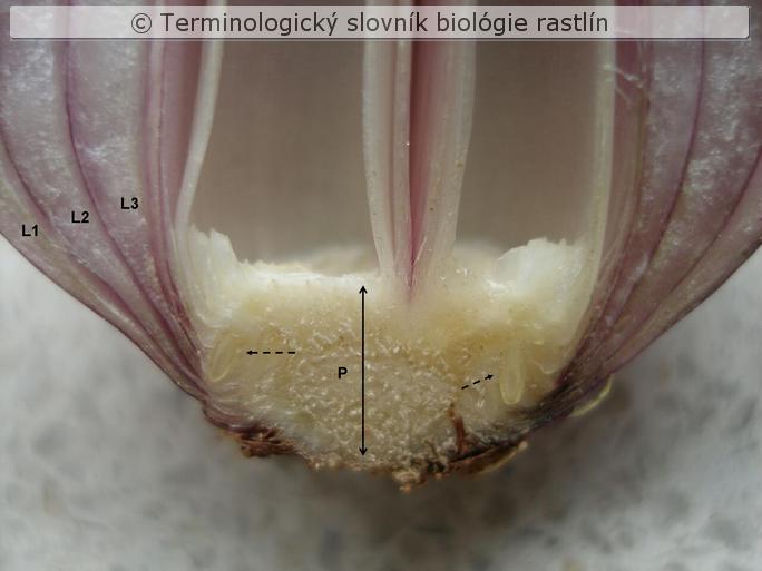 podcibulie 2