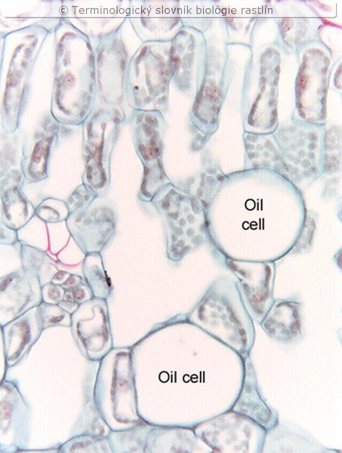 olejov bunky