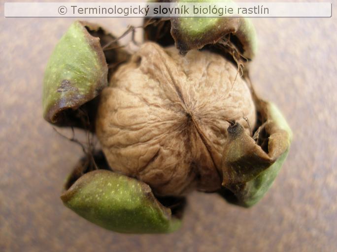 orie�ok 6