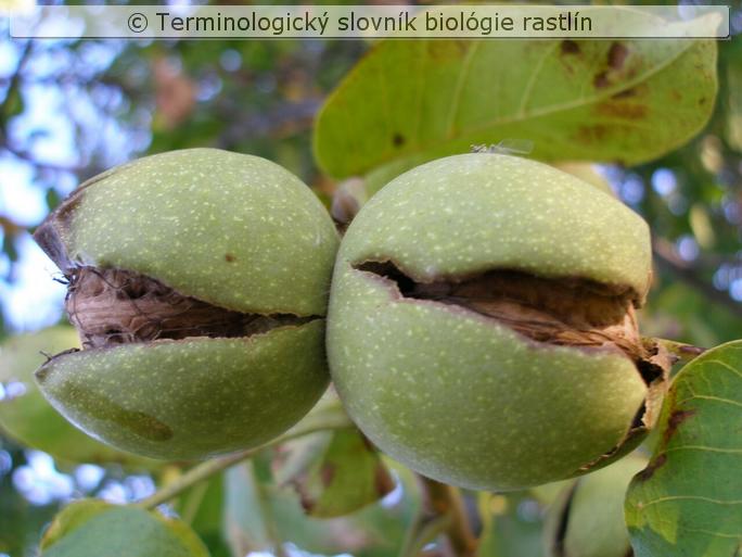 rozpadav� k�stkovica 1