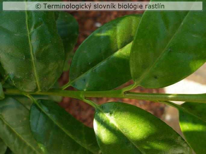 fylotaxia 3