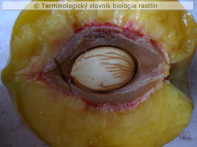 k�stkovica 2