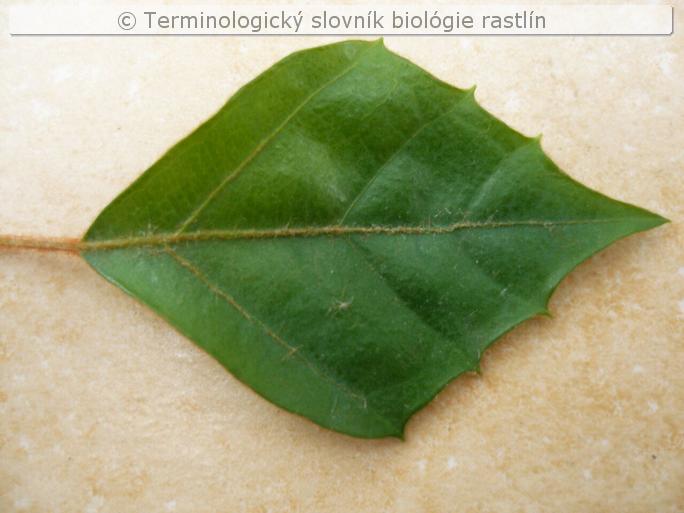 list &ndash; koso�tvorcov�