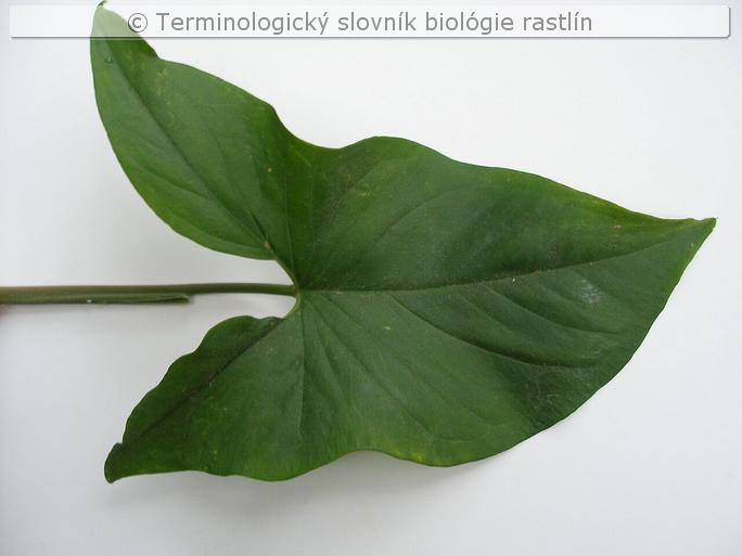 list &ndash; strelovit�