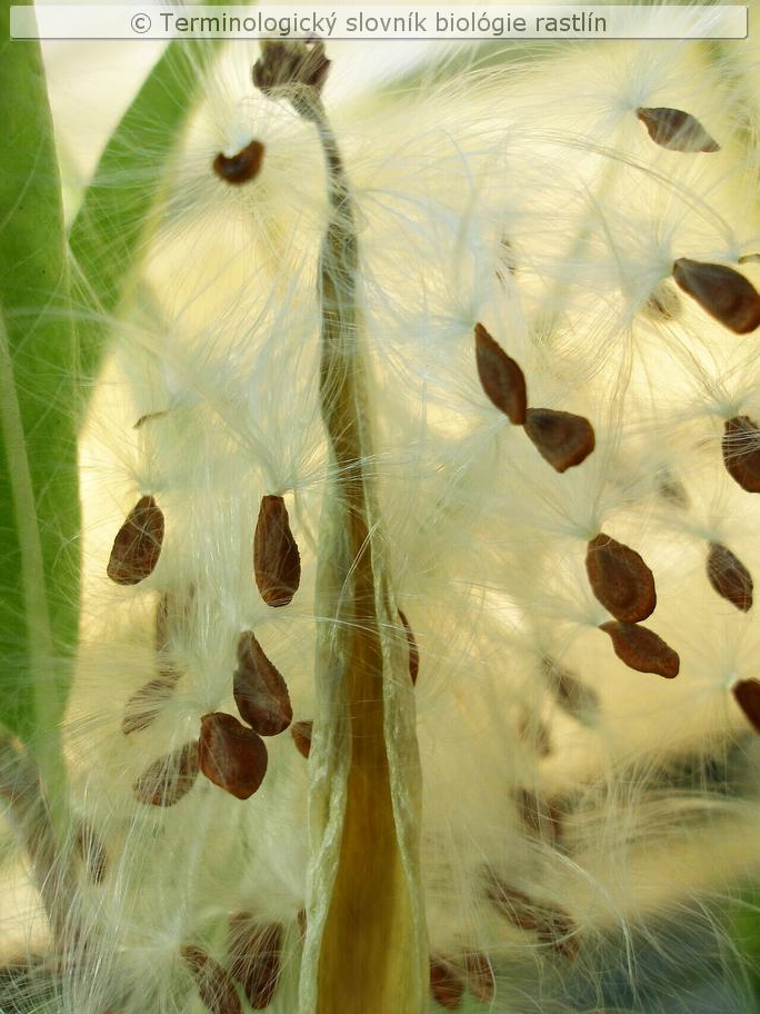 trich�mov� osemenie 1