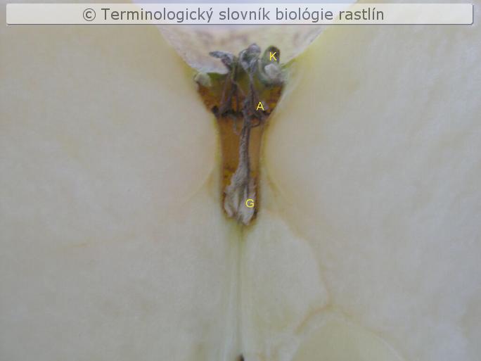 malvica 3