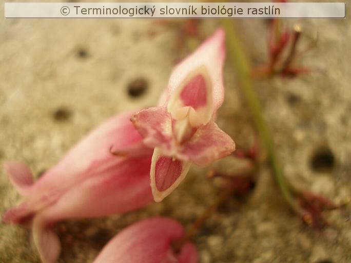 bisymetria 1b