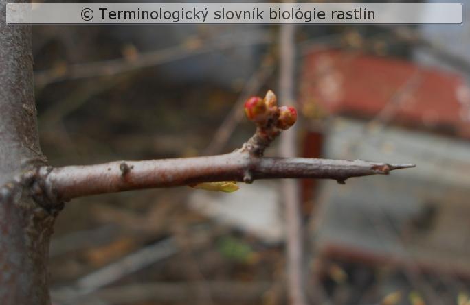 stonkov� t�� 3