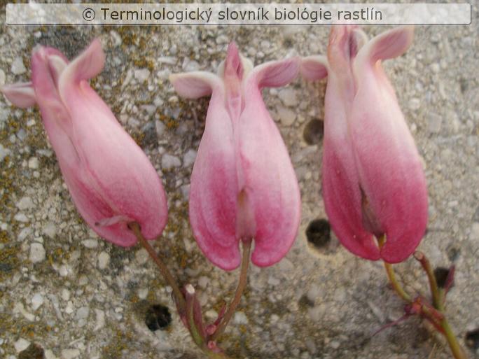 bisymetria 1a
