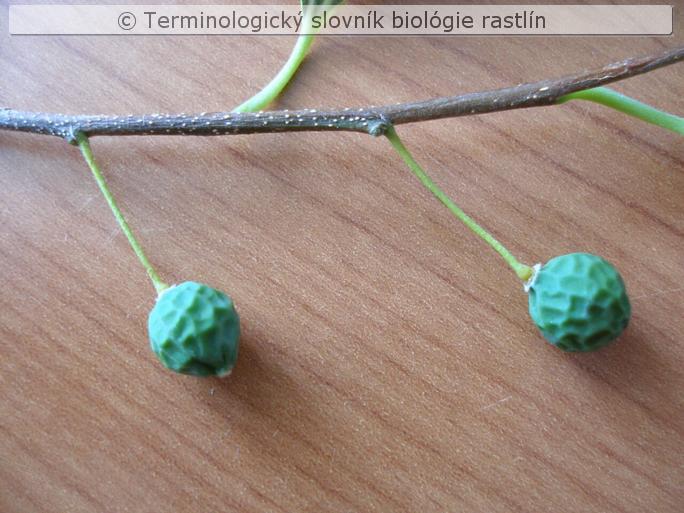 k�stkovica 3