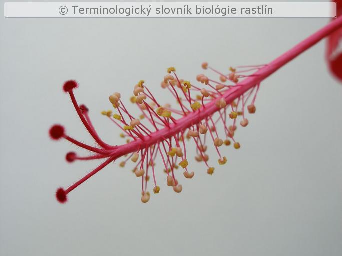 st�pik 2