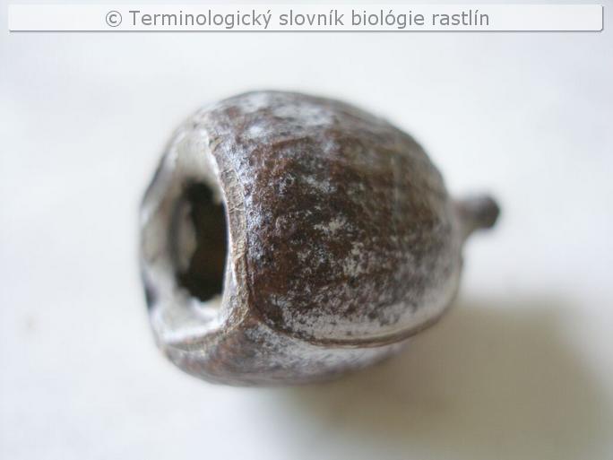 tobolka 3