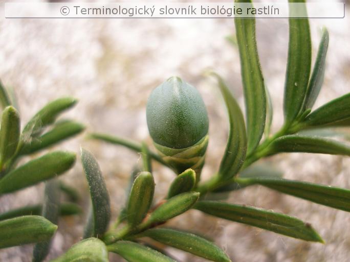 epimatium 1