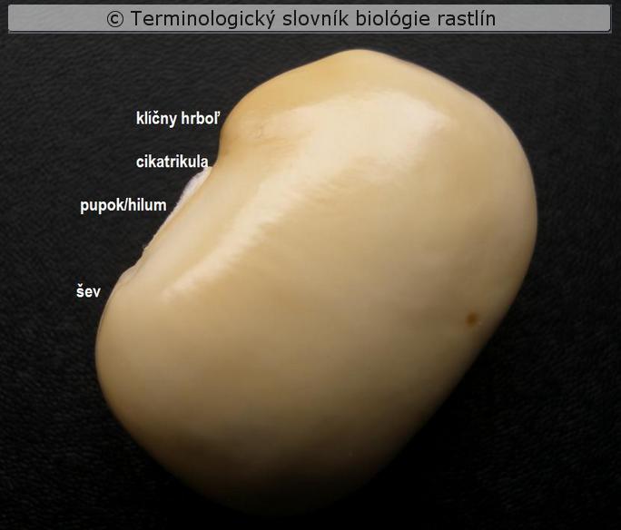 kl��ny hrbol�ek