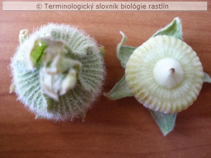 diskovit� plod 1