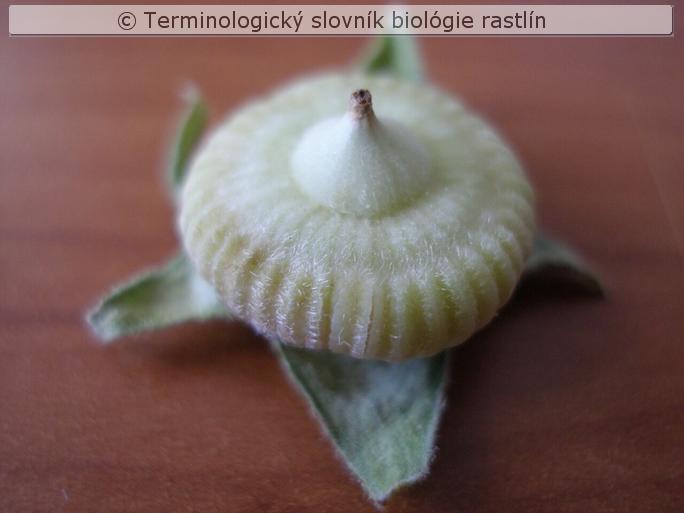 diskovit� plod 2