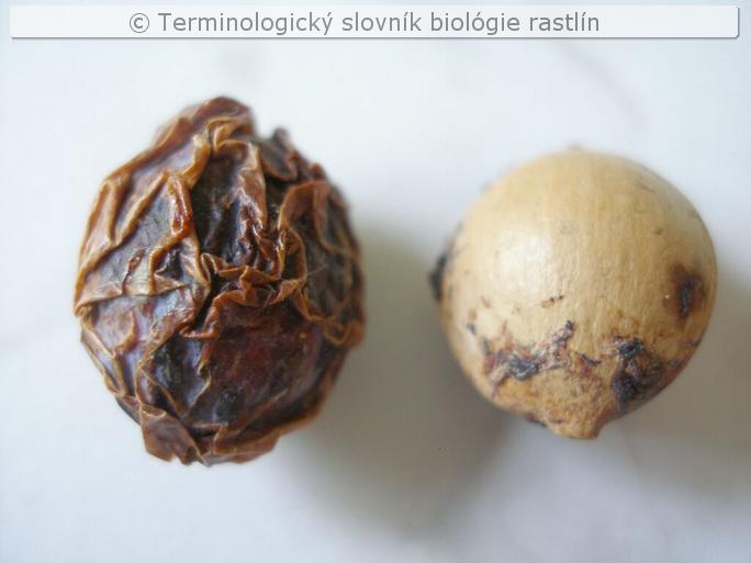 semenn� k�stkovica