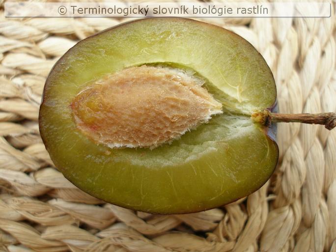 k�stkovica 1