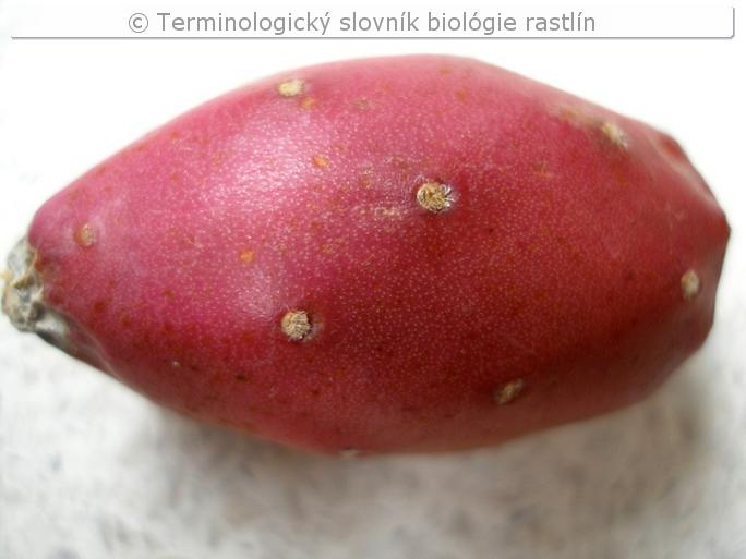 neprav� bobu�a 1b