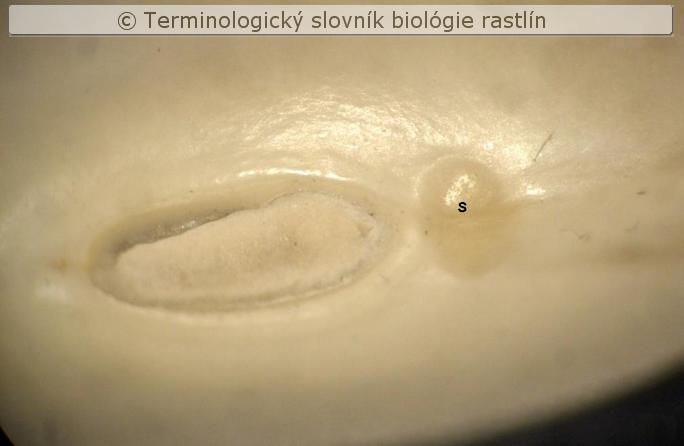 strofiola 1