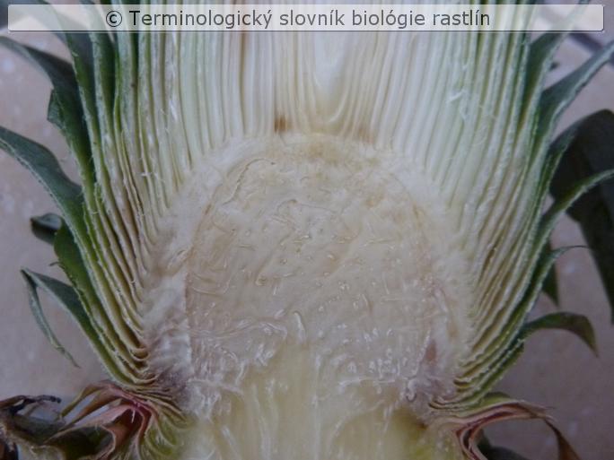 prolifer�cia