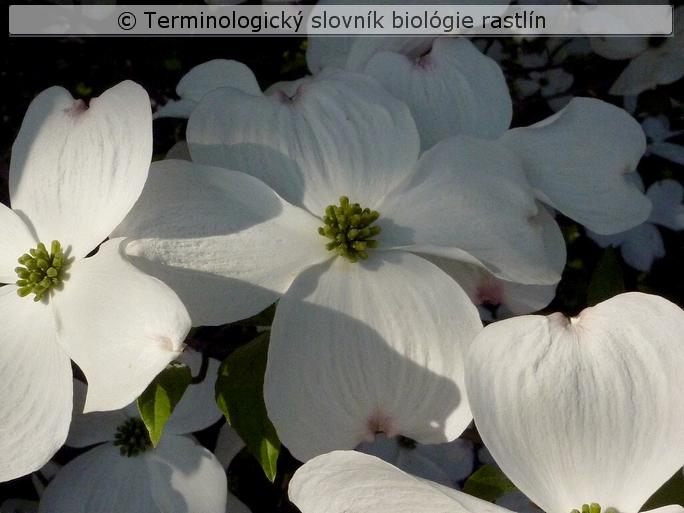 emargin�tne listene