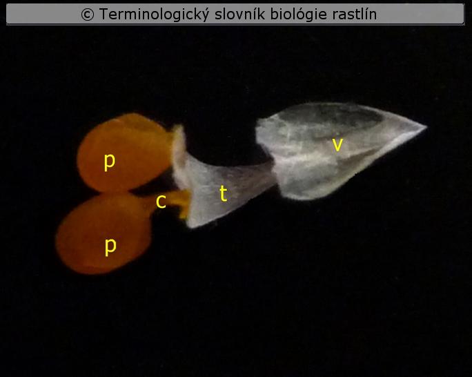visc�dium
