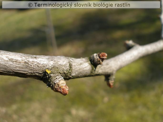 brachyblast 1