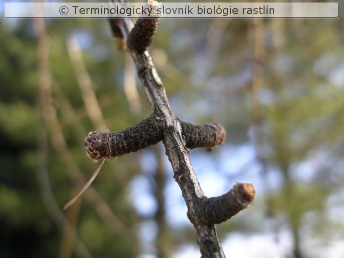 brachyblast 2a