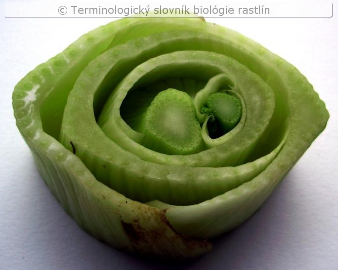 vej�rovit� listy