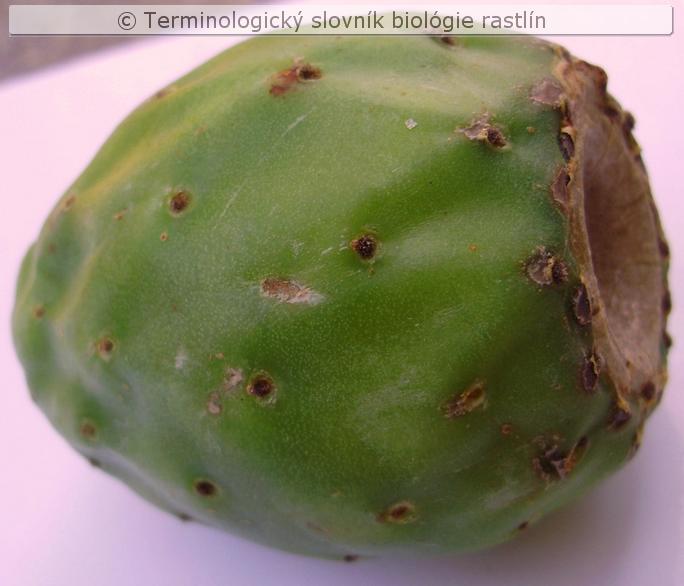 neprav� bobu�a 1a