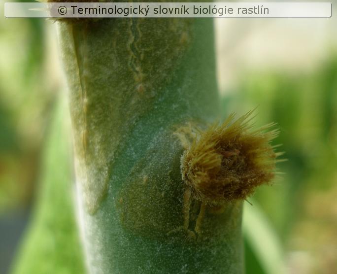 gloch�die 1