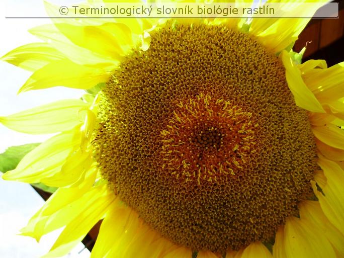 koruna &ndash; r�rkovit�